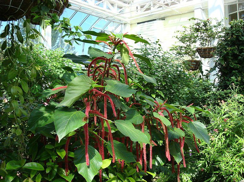 Butterfly Garden