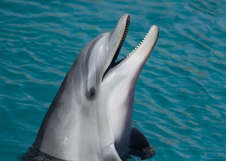 picture of a dolphin