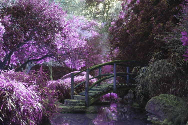 A pink mystical garden.