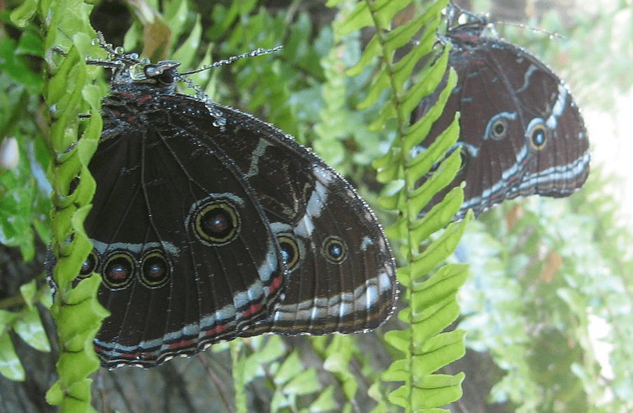 Butterfly World
